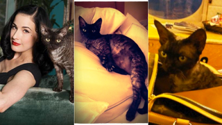 In Which Dita Von Teese's Cat Gets Out of the Bag